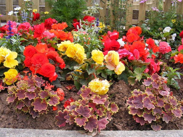 Vibrant colorful flowerbed captured with Fujifilm FinePix S5700.