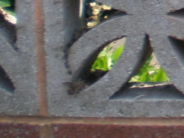 Close-up photo of a leaf through a metal grate, soft focus.