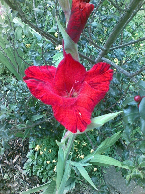 Red flower blooming in a garden.