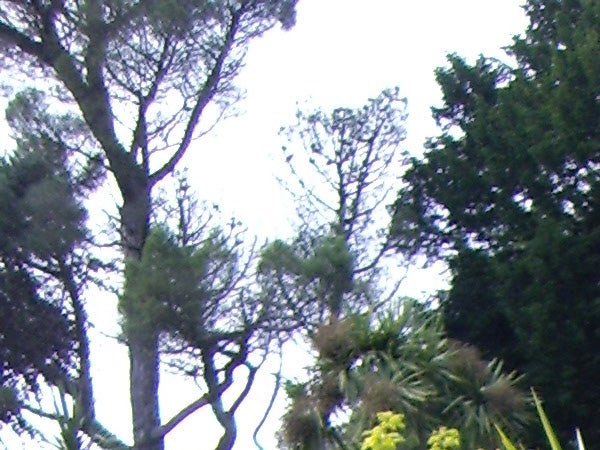 photo of trees captured with BenQ DC-T700 camera.