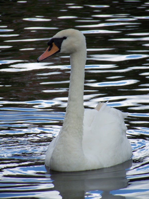 Swan on water, photo taken with Kodak EasyShare Z712 IS.