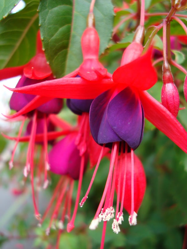Vivid close-up of red and purple fuchsia flowers.