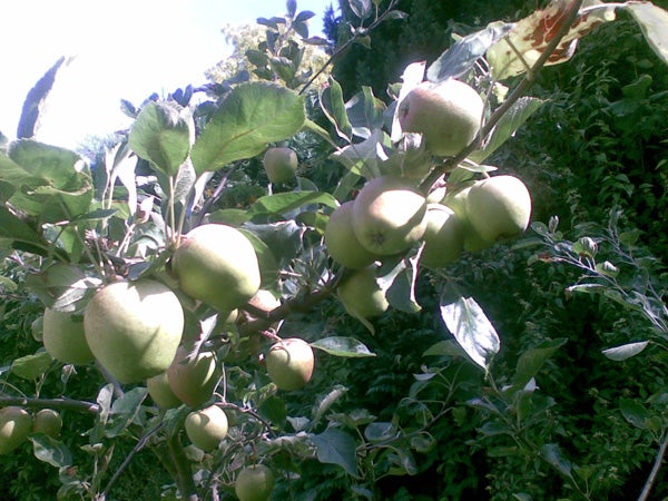 Apples on tree branches, taken with Nokia 6120 classic.