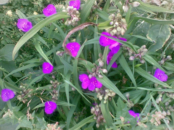 Purple flowers photographed with Nokia 6120 classic.