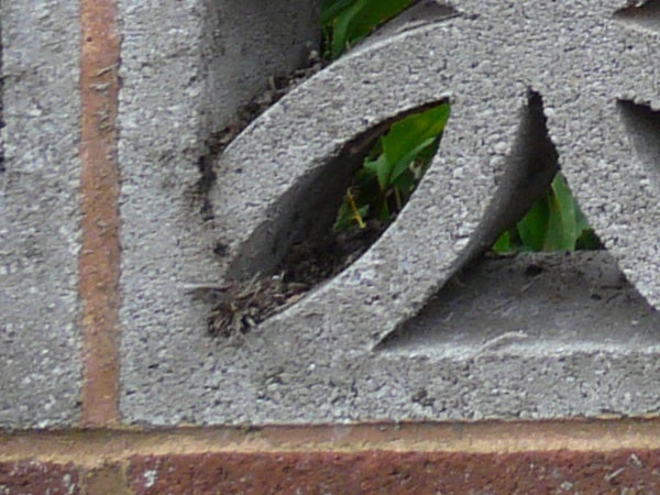 Close-up photo of foliage through concrete block taken with Panasonic Lumix FZ18.