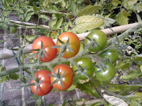 Ripe and unripe tomatoes on vine in a garden.