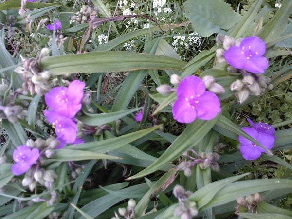 Purple flowers captured by Samsung SGH-U700V camera