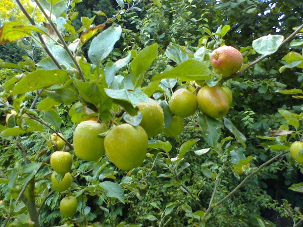 Green apples on a tree branch with wet leaves.