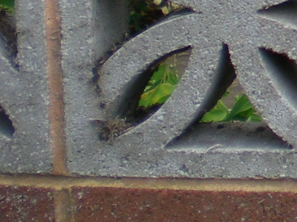 Close-up of leaves through a patterned metal grate.