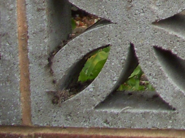 Close-up of leaves through a patterned metal grate.