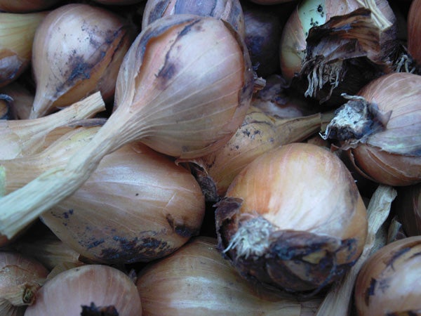 Pile of unpeeled, fresh onions.