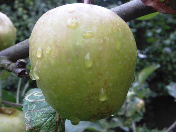 Close-up of a dew-covered apple on a tree.