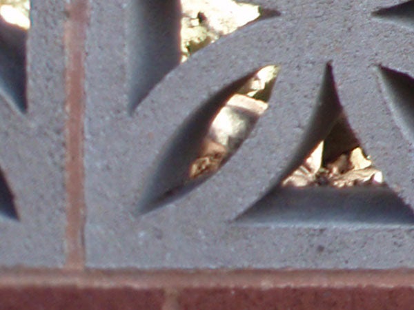 Close-up of a lizard peeking through decorative ironwork.