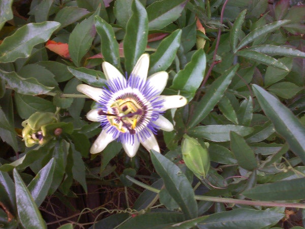 Passion flower surrounded by green foliage.