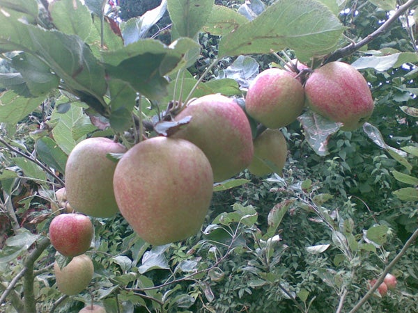 Apples hanging on a tree branch.