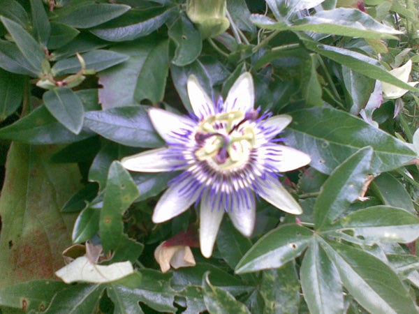 Passion flower in natural foliage setting.