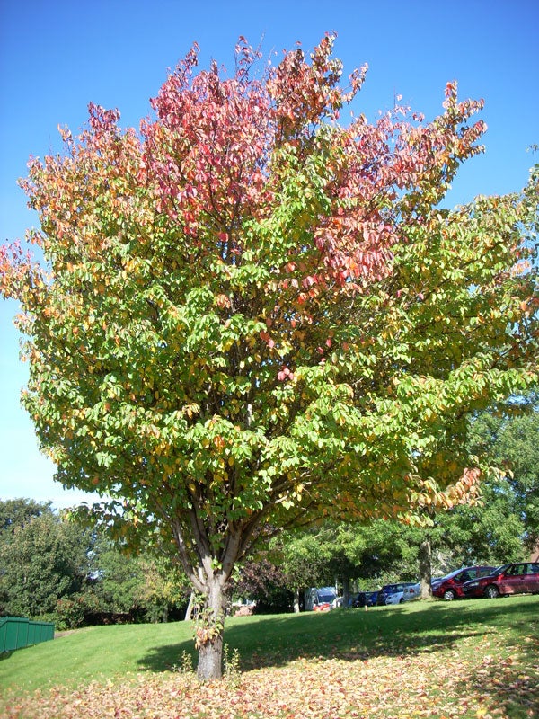 Colorful tree captured with Nikon Coolpix L11 camera.