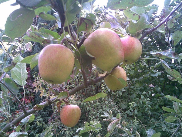 Apples on a tree branch in a garden.