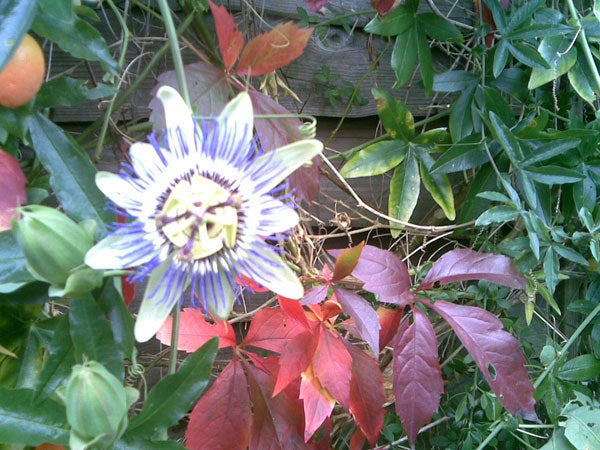 Passion flower with red leaves taken by Nokia 5700 camera.