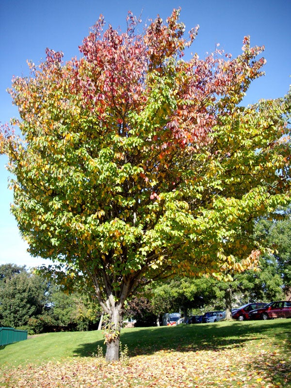 Photo captured with Pentax Optio E40 showing colorful autumn tree.