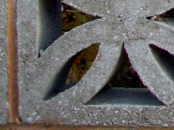 Close-up photo of leaves through a perforated object.