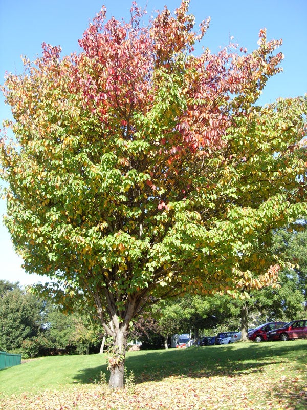 Colorful tree in early autumn sunlight
