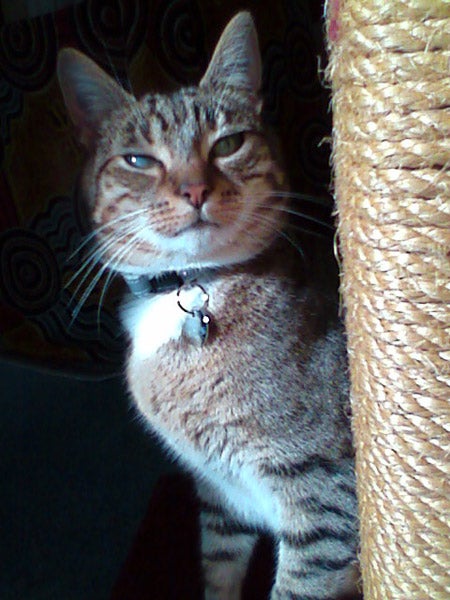 Tabby cat with a collar standing next to a scratch post.