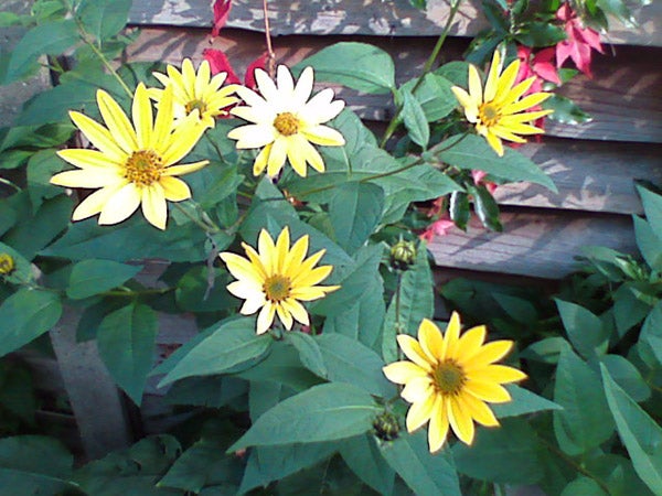 Yellow and white flowers with green foliage in garden.