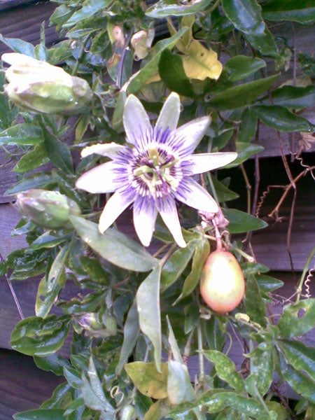 Passion flower and fruit growing on a vine.