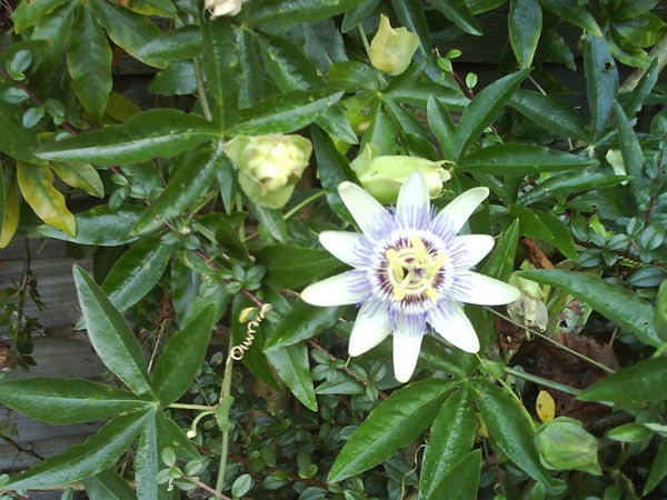 Photo taken by Sony Ericsson S500i of a passion flower.