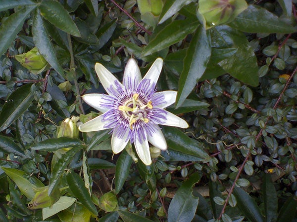 Passion flower blooming among green leaves.