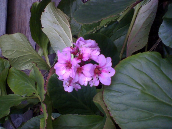 Pink flowers with large green leaves in a garden.