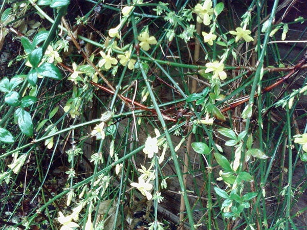 Close-up of yellow flowers and green foliage.Wildflowers and greenery on forest floor.
