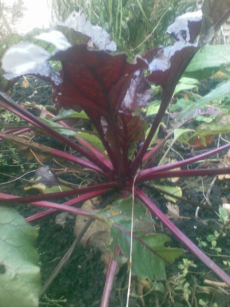 Beet plant with large leaves and red stems in a garden.photo of plant taken with Nokia N81 8GB.