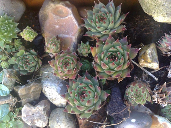 Succulent plants amongst rocks in a garden.Succulent plants captured by Nokia N95 8GB camera.