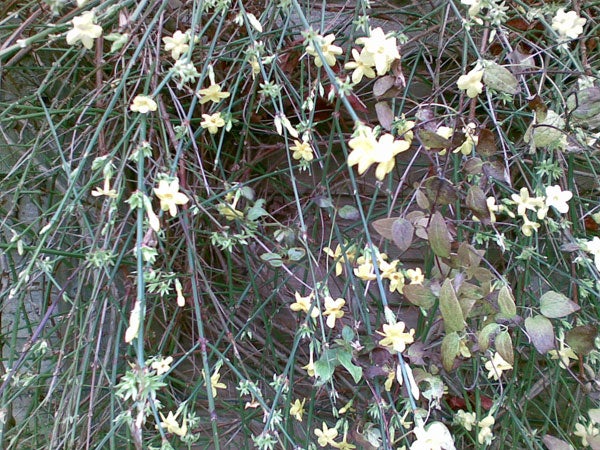 Photo of yellow flowers taken with Nokia E51 camera.Yellow flowers captured with Nokia E51 camera