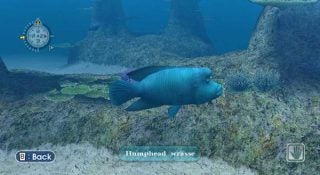 Screenshot of Endless Ocean gameplay featuring a humphead wrasse.