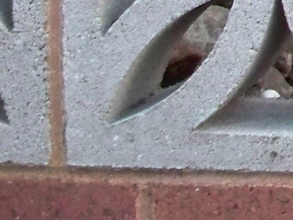Close-up image with brick wall taken by Kodak EasyShare V1233.Close-up of a brick wall with focus.