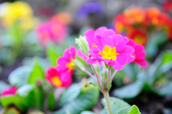 Vibrant pink and yellow flowers with shallow depth of field.