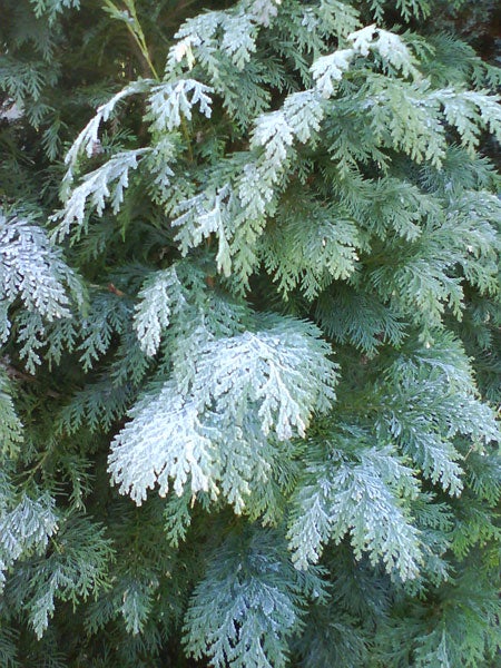 Green foliage with frost detail, possibly taken with Sony Ericsson W910i.Evergreen conifer foliage with no Sony Ericsson W910i visible.