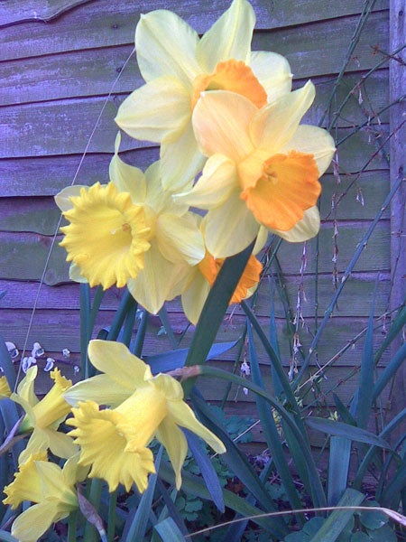 Yellow daffodils against a wooden fence background.Yellow daffodils in bloom with a wooden fence background.