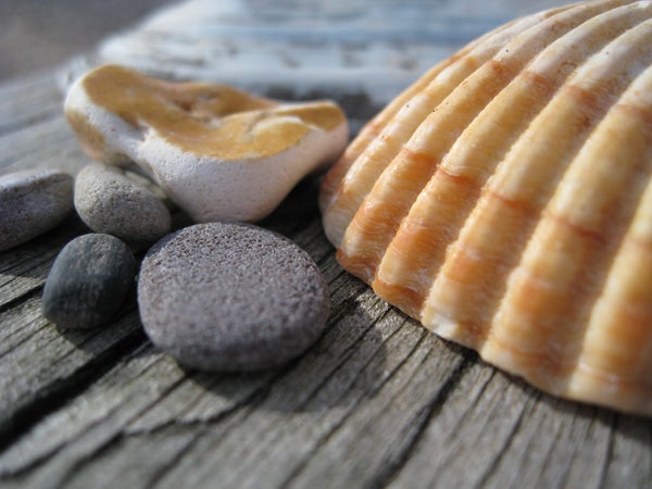 Close-up photo of seashells and pebbles on wood.Close-up of seashells and pebbles on wooden surface.