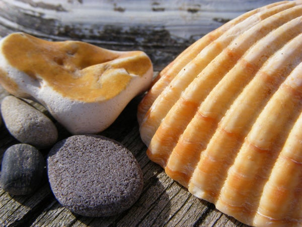 Close-up photo of shells and stones on wooden surface.Close-up of colorful seashells and pebbles on wooden background.