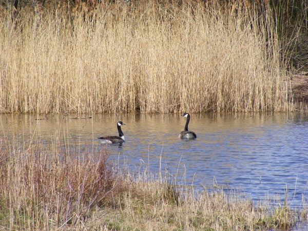 Two geese swimming in a pond with reeds in the background.Two geese swimming in a pond with tall reeds behind