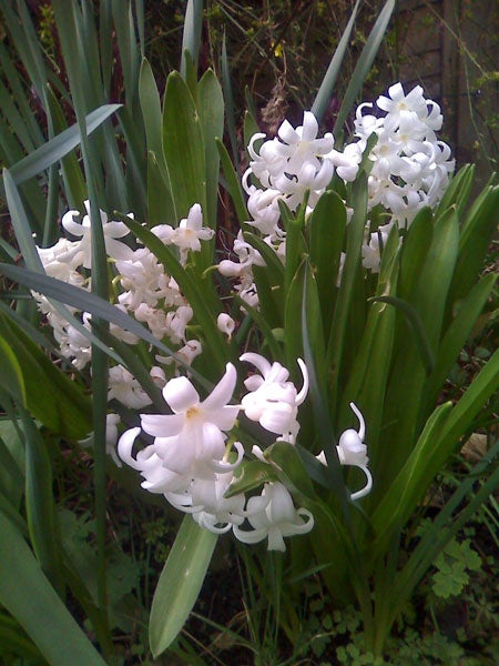 White hyacinth flowers blooming in a garden.