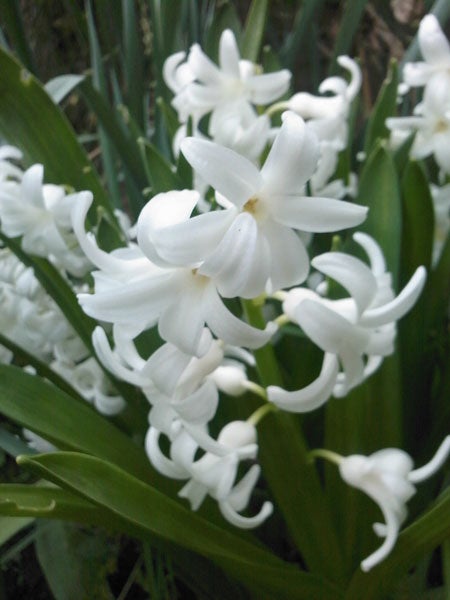 White hyacinth flowers in bloom with green leaves.