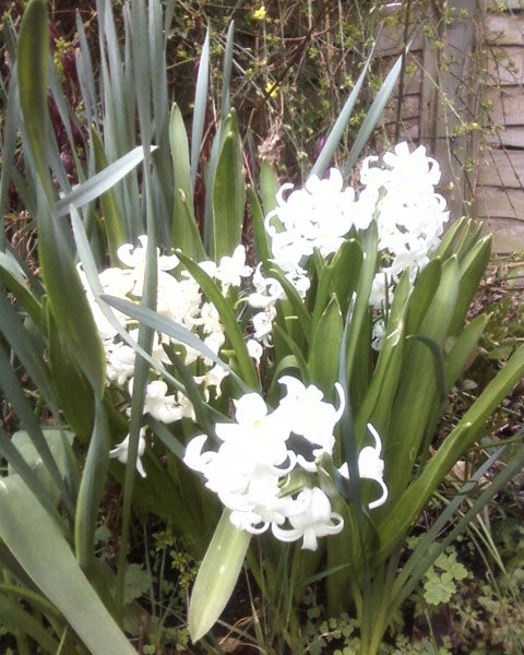 Photo of white flowers taken with Samsung SGH-J700.White flowers and green leaves photographed with Samsung SGH-J700.