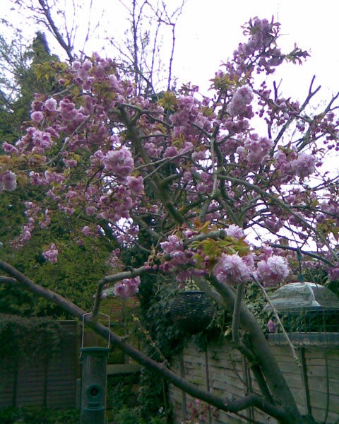 Photo captured by Nokia 3110 Evolve of a blooming tree.Photo captured with Nokia 3110 Evolve showing a blooming tree.