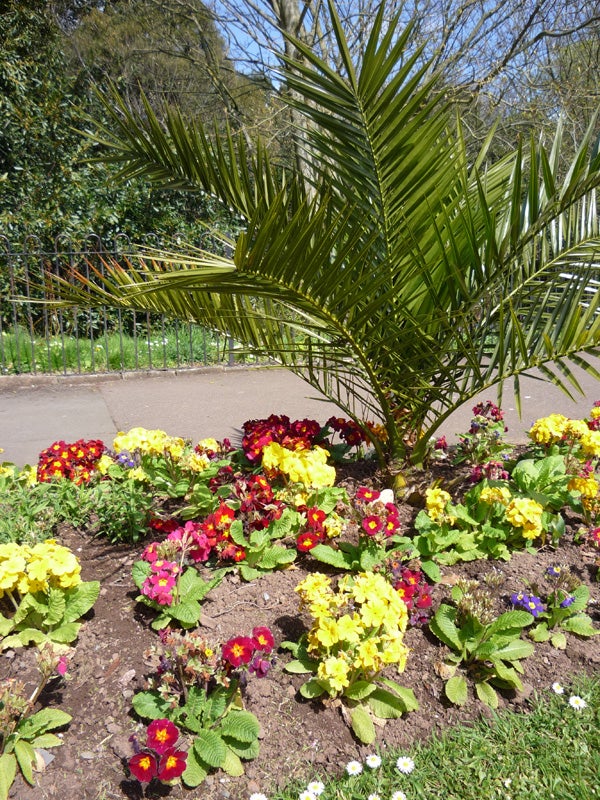 Palm tree and colorful flowers in a sunlit gardenPhoto of colorful flowers and palm tree in bright sunlight.