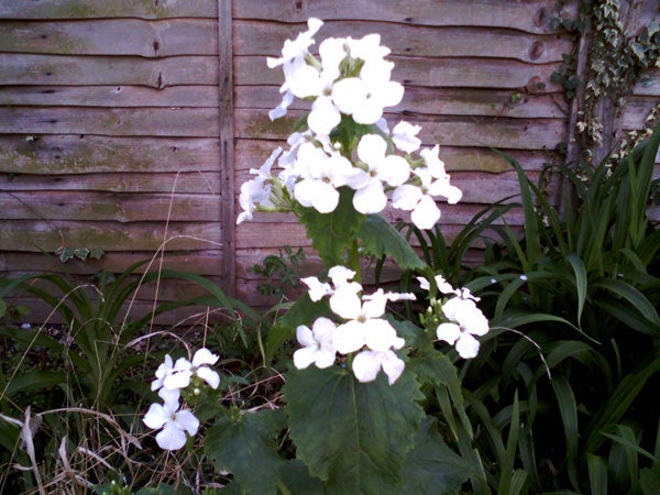 White flowers on a plant in a garden.White flowers with green leaves in a garden setting.